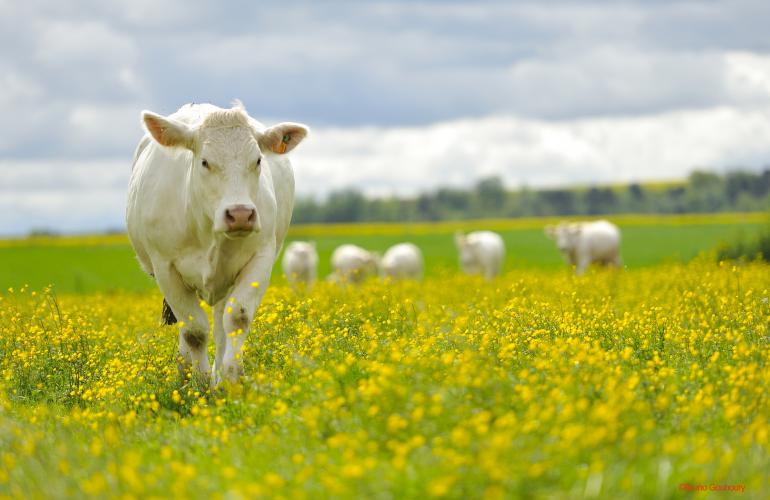 Le Groupe Lactalis s’est associé à la Coopérative laitière de Rouvroy-sur-Audry, dans les Ardennes, qui valorise le lait d'excédent, en créant Canélia
